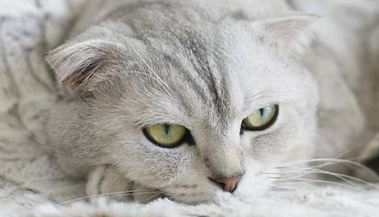 开云体育手机版下载-罗马尼亚队赛制透视：团体赛制下的战略与个人表现，罗马尼亚联赛赛程