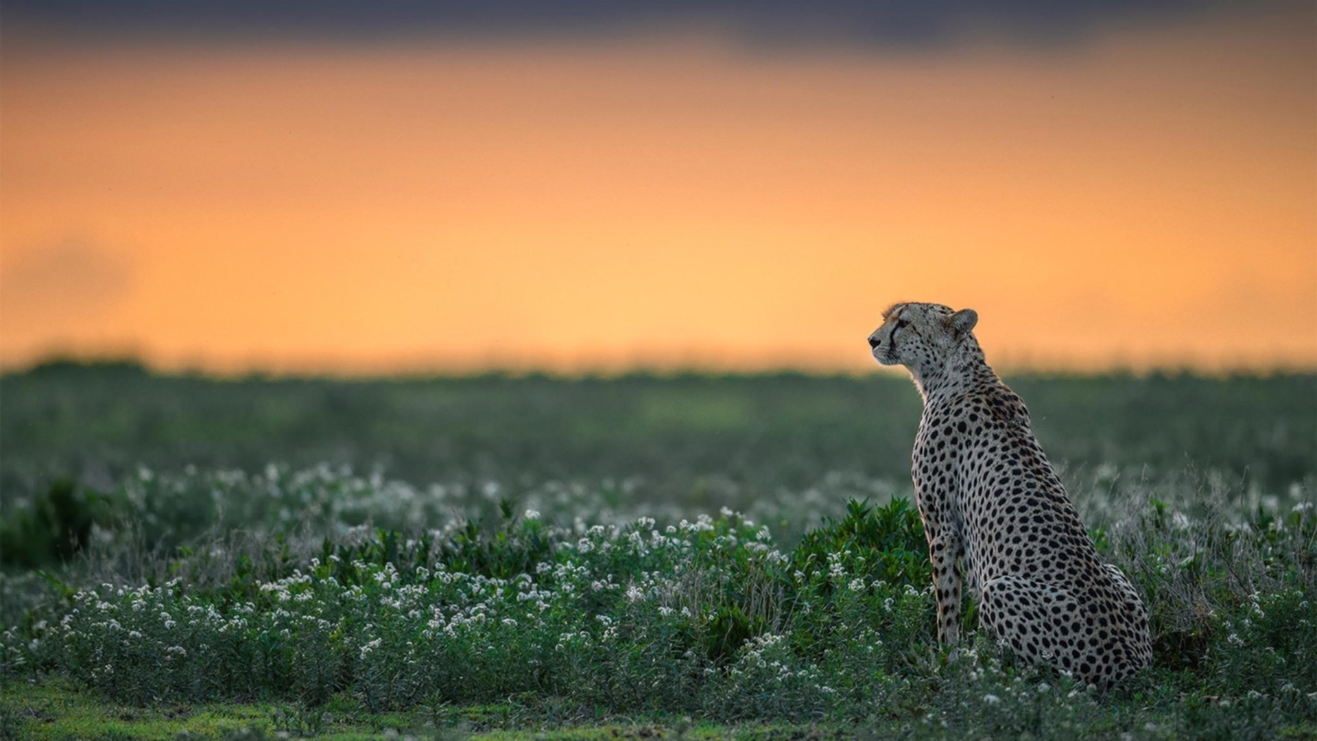 未来足球市场:数字资产与足球产业的融合,足球概念数字货币