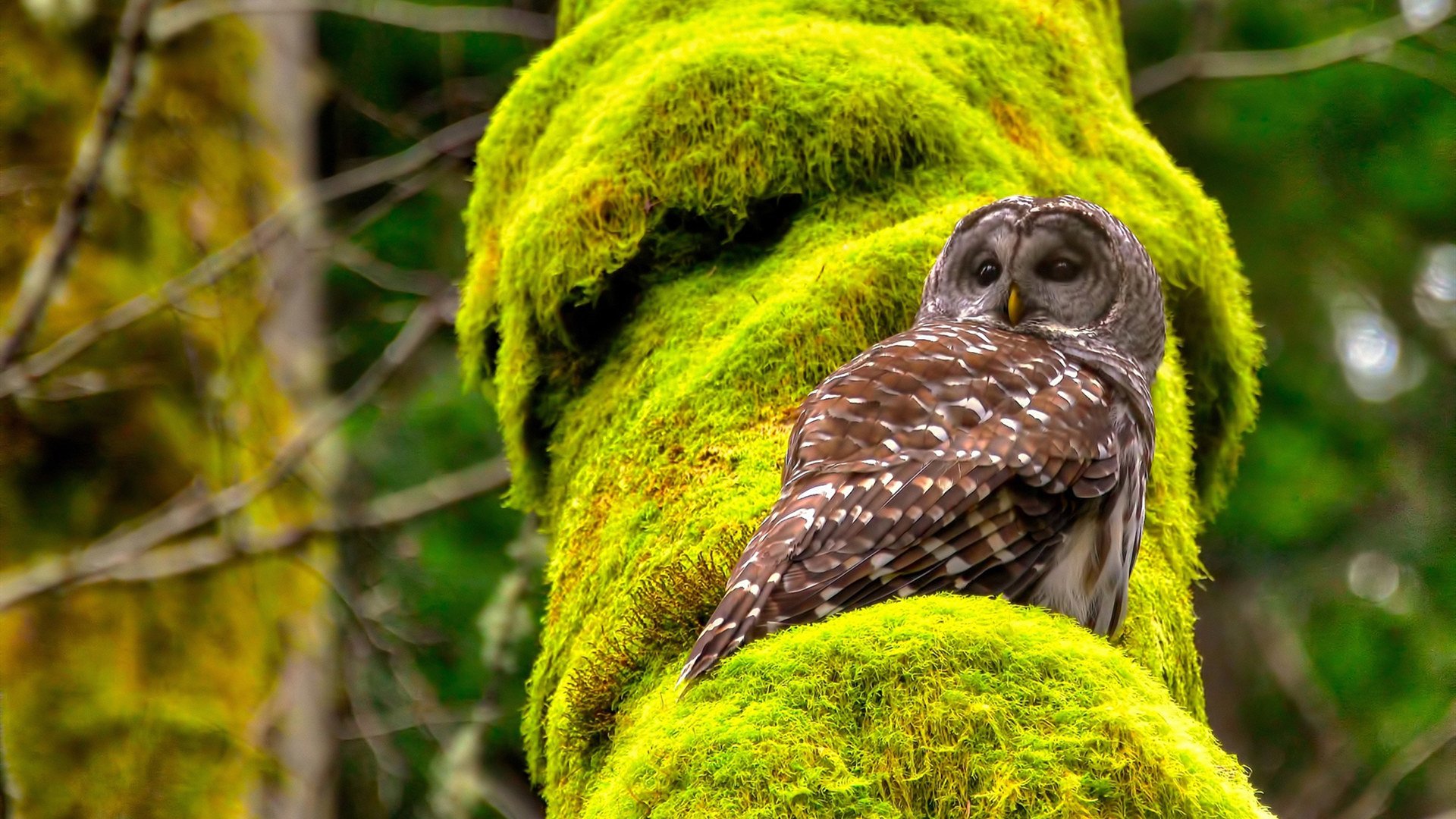 奥运村设施保障运动员生活质量,运动员在奥运村是免费的吗