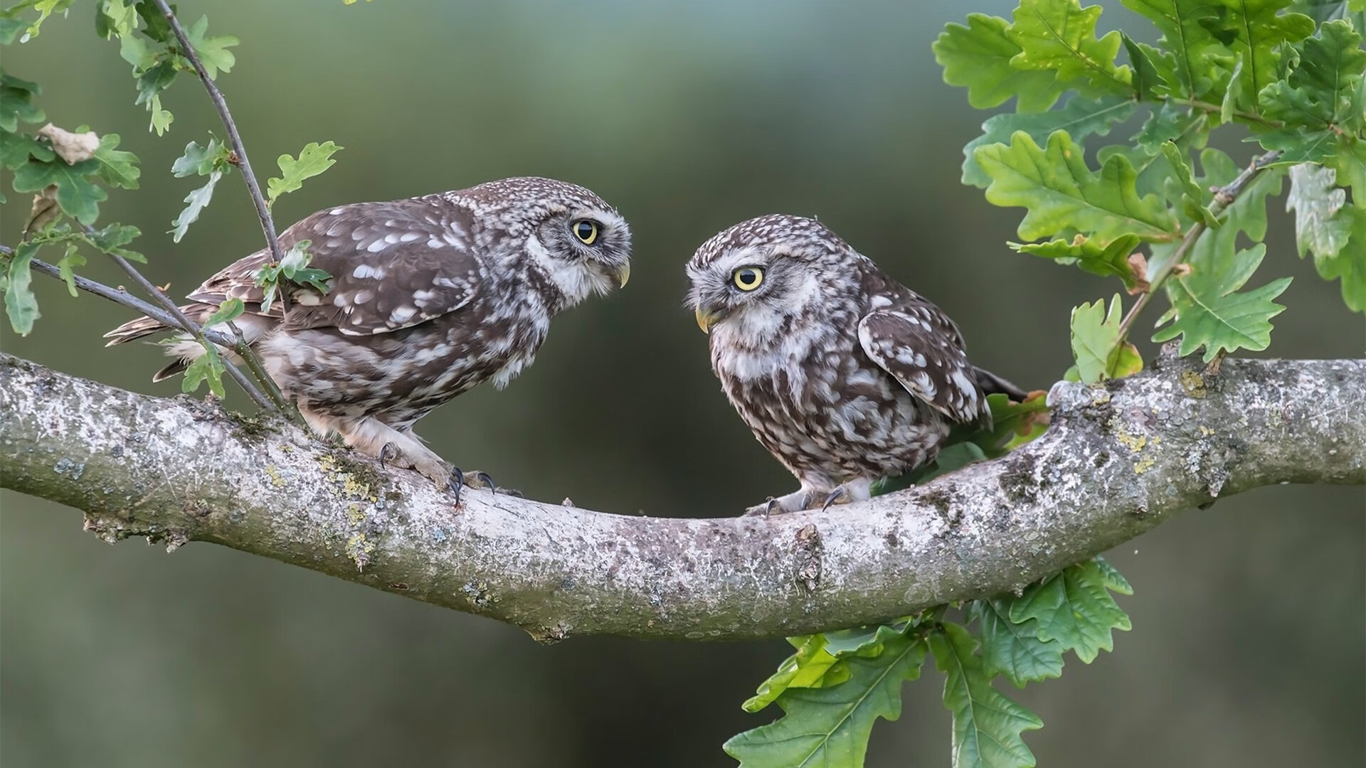 王哲林谈团队协作比赛胜负关键不在个人，王哲林参加三人篮球赛