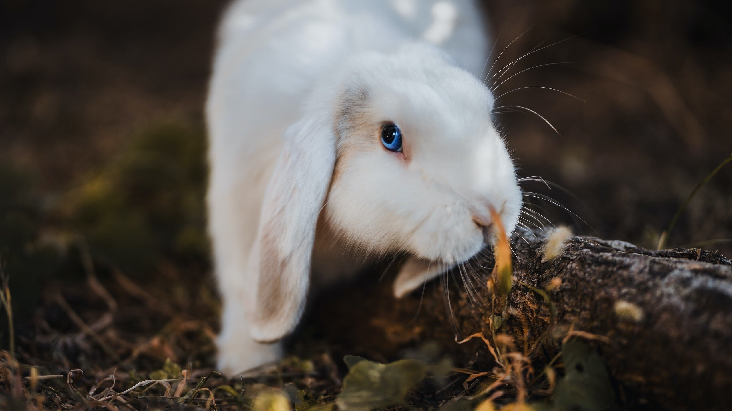 Kaiyun(中国)开云-观众互动区加入选手祝福墙提升参与感