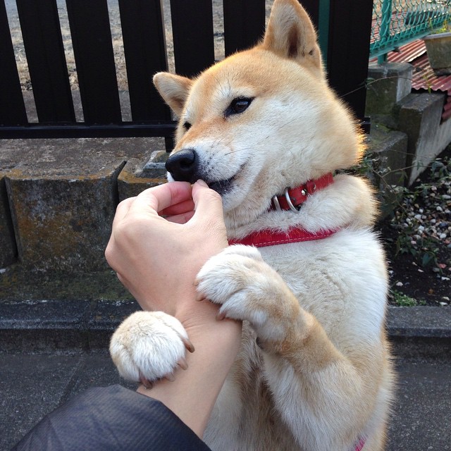 青训数据跟踪系统建设滞后，青训数据跟踪系统建设滞后怎么办