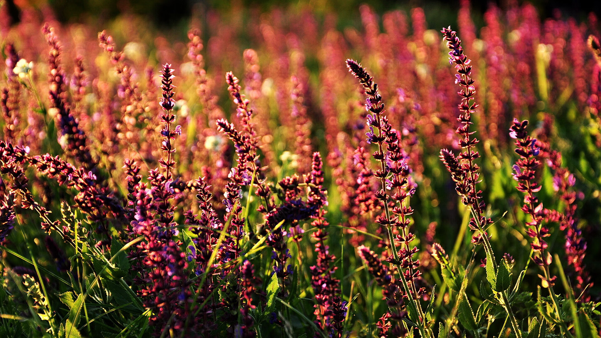 青训场地设施与资金投入不匹配，青训场地设施与资金投入不匹配的原因