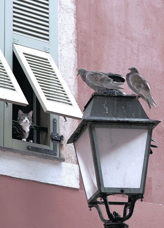 伊朗男篮在亚洲预赛中奋勇争先，迈向奥运的梦想舞台，伊朗队男篮