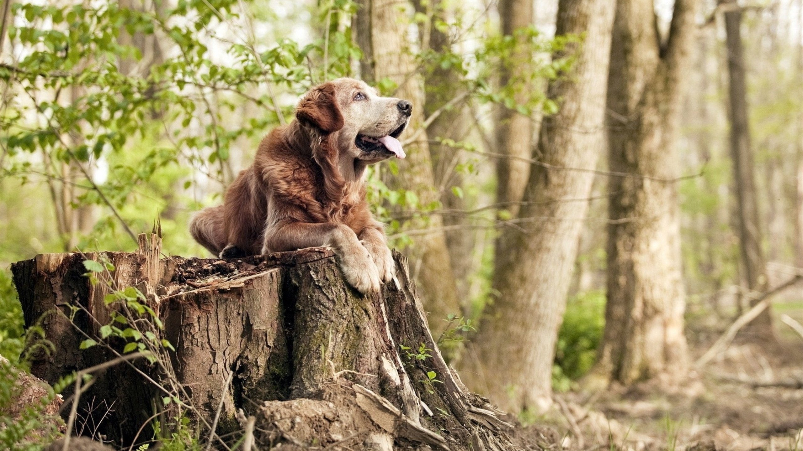 kaiyun体育综合-塔特的稳定发挥，帮助袋鼠队在橄榄球锦标赛中高居榜首