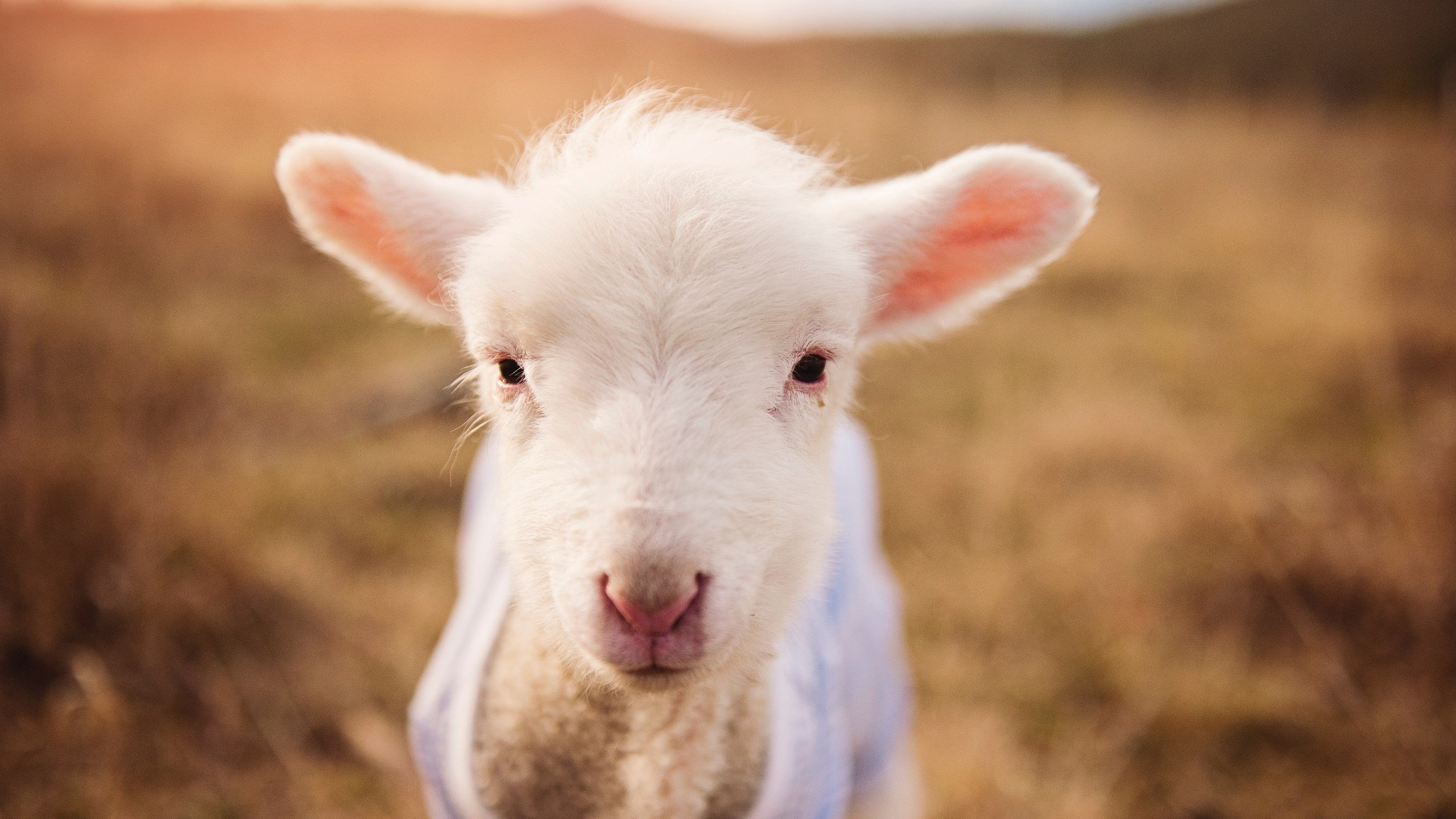 德甲全场精彩：攻守转换，激情无限！，德甲进攻型球队