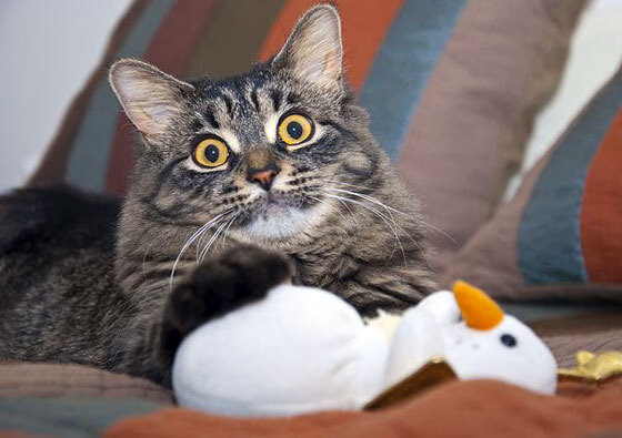 爱尔兰女子橄榄球展现强大市场潜力，爱尔兰橄榄球队