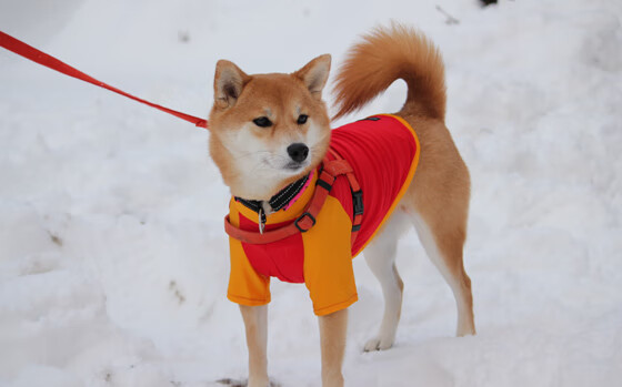 马修·图穆亚成为袋鼠队攻击体系中的核心人物